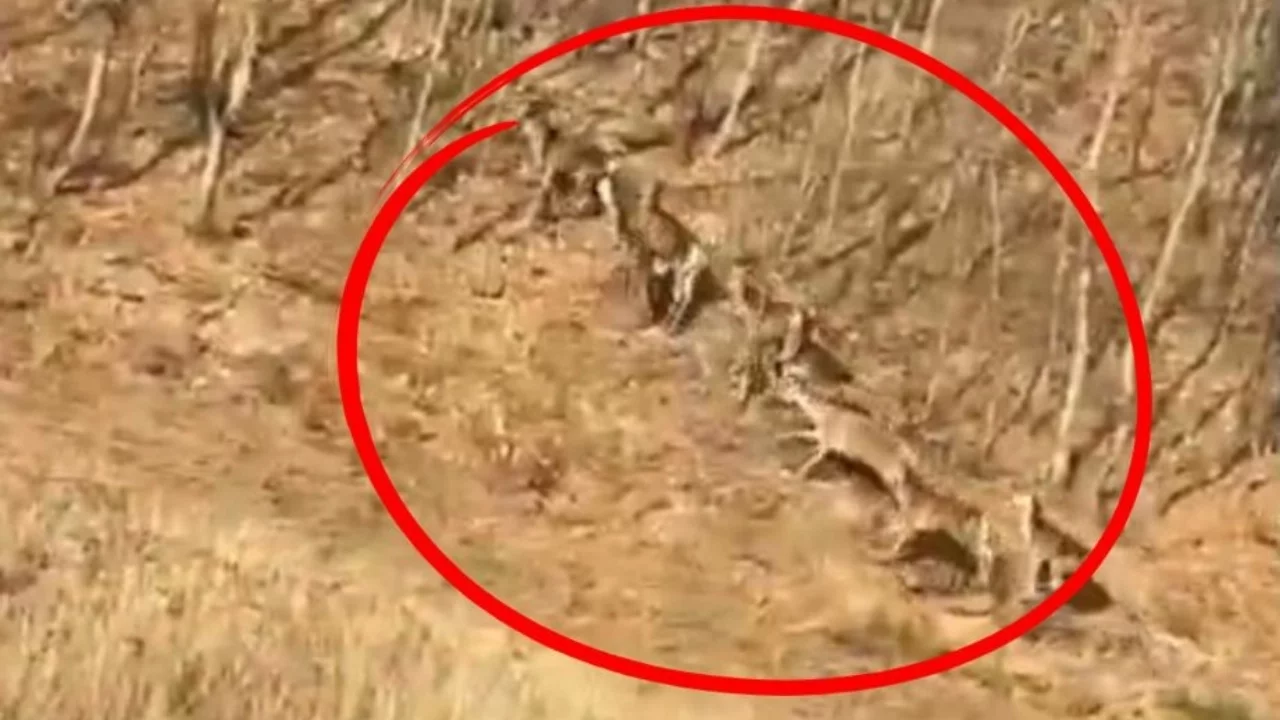 İnegöl'de geyik sürüsü sürücülere sürpriz yaptı