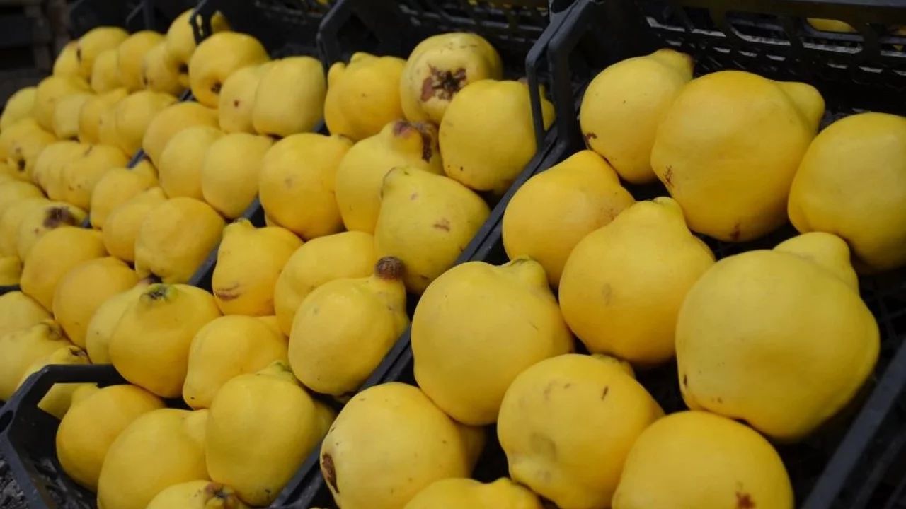 Bursa'da ayva cep yaktı: Kilosu 300 liraya dayandı