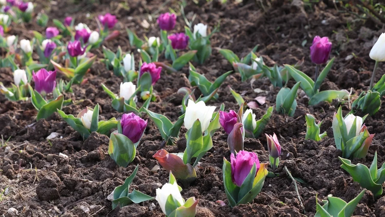 Osmangazi'nin her bir noktası çiçek açtı