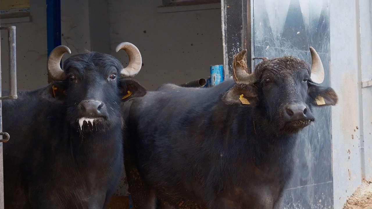 Bandırma'da Mandalarda Yeni Irk: Murana