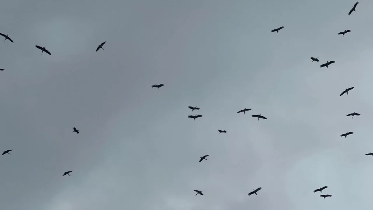 Bursa'ya Yağmura Rağmen Leylek Sürüsü Geldi