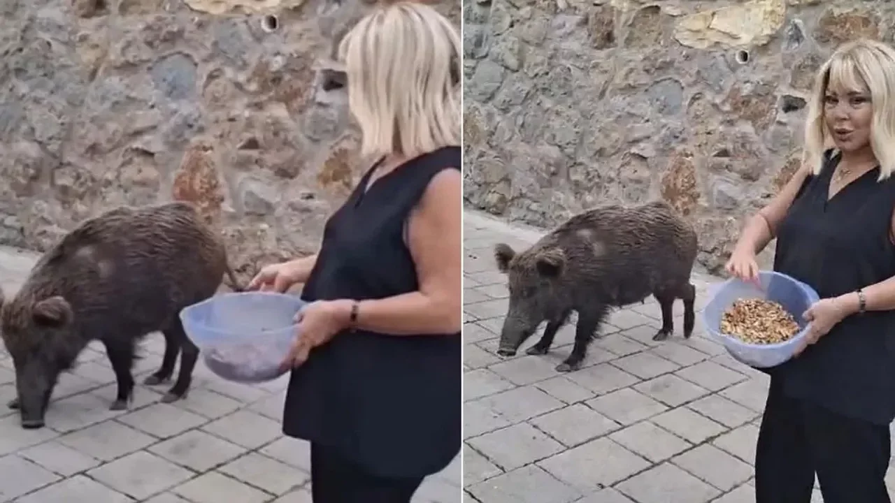 Safiye Soyman'dan Bodrum'da Yaban Domuzlu Anlar