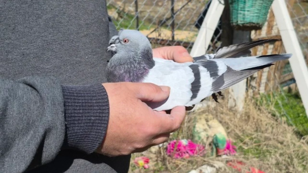 Güvercin Tutkusu: Hasan Şavluk Her Gün 16 Km Yol Katediyor