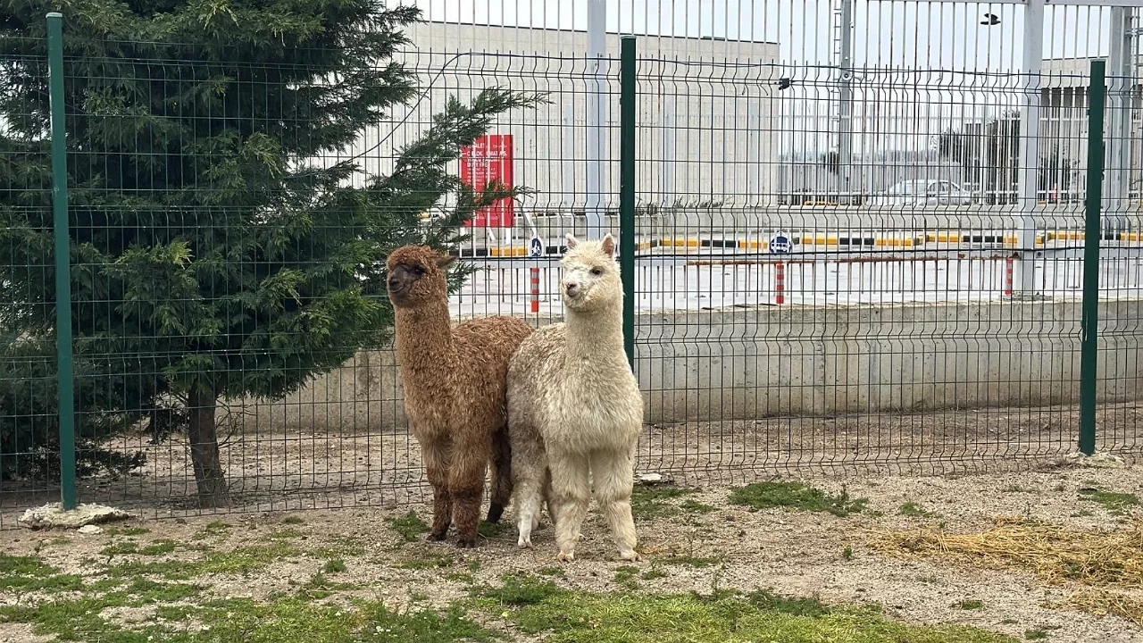 Sınırda Kaçak Alpaka ve Kanatlı Hayvan Yakalandı