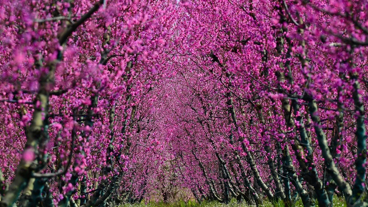 Şeftali bahçeleri baharın renkleriyle canlandı