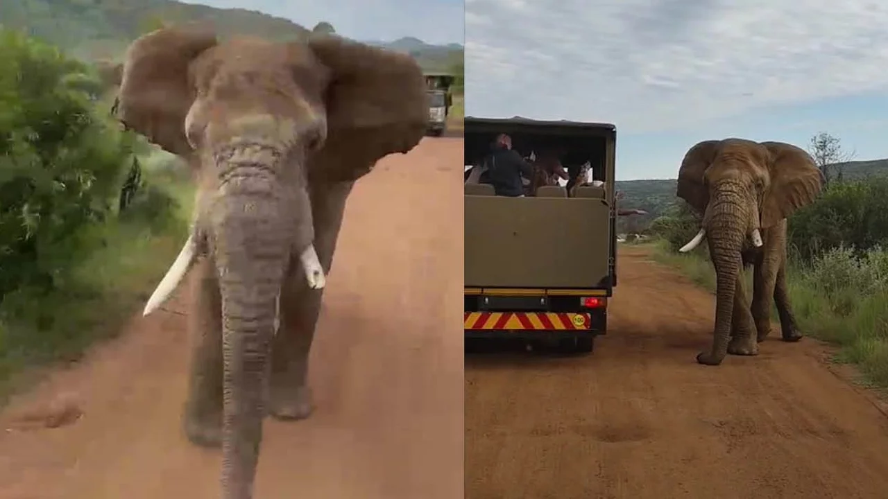 Güney Afrika'da Safari Turunda Fil Turistleri Kovaladı