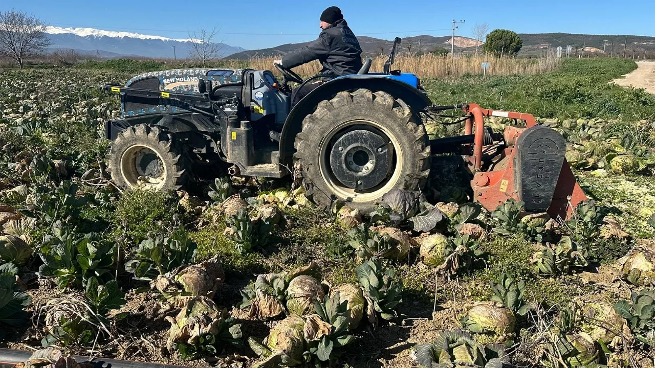 Bursa'da tarlada kalan lahana pazarda cep yakıyor