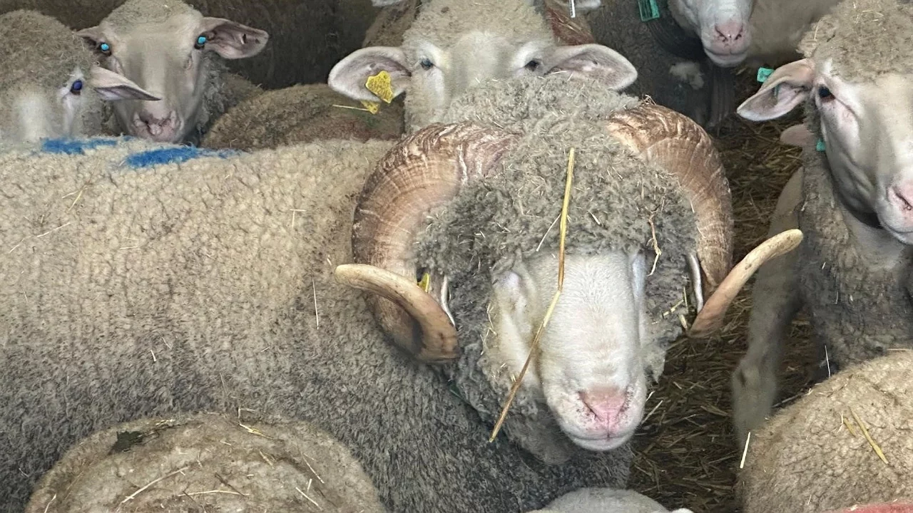 Merinos Koçu Rekor Fiyata Alan Üreticiye 150 Talep