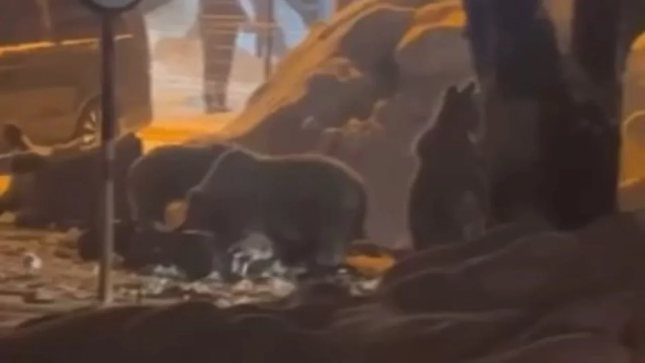 Uludağ'da kış geri döndü: Ayı ailesi Sarıalan'a indi