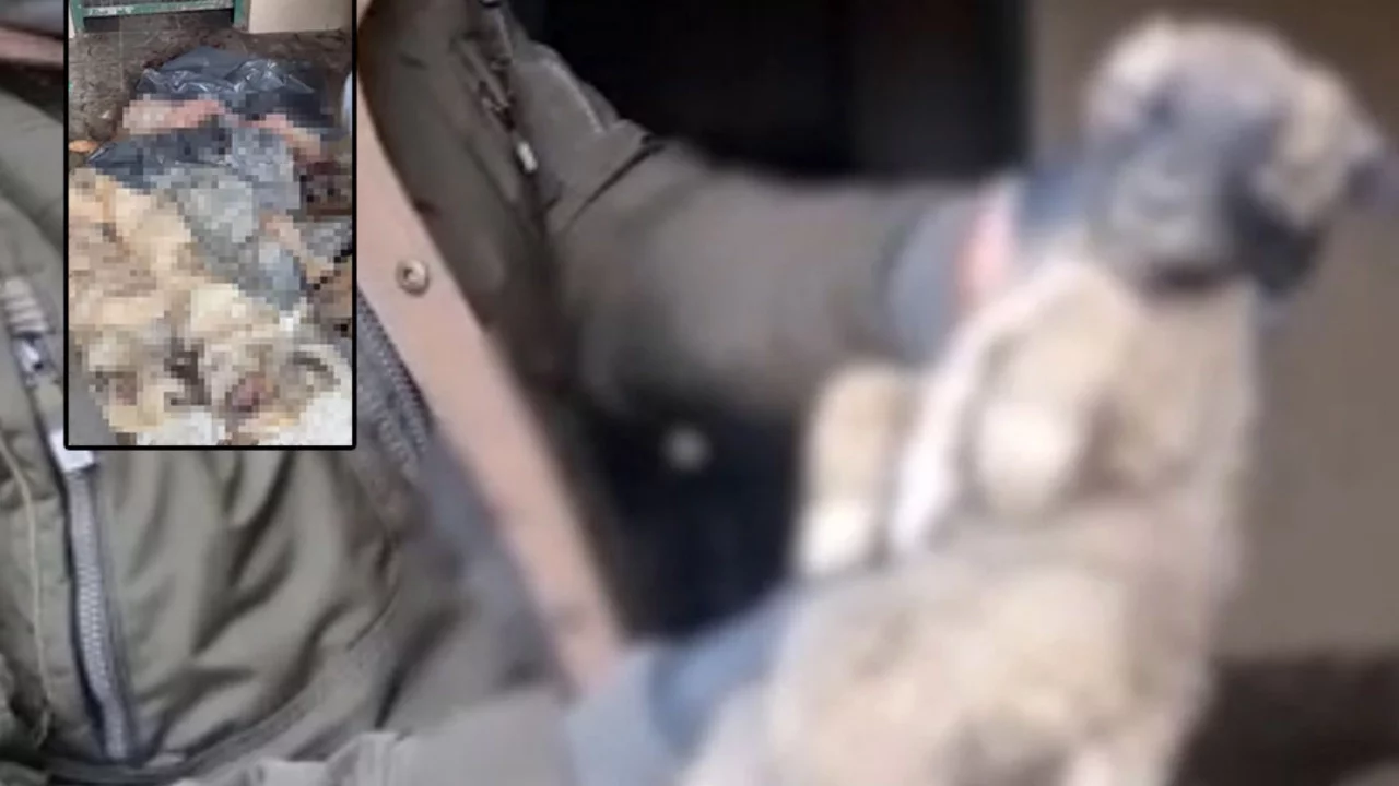 barınakta yeni skandal: Ölü hayvanlar tespit edildi