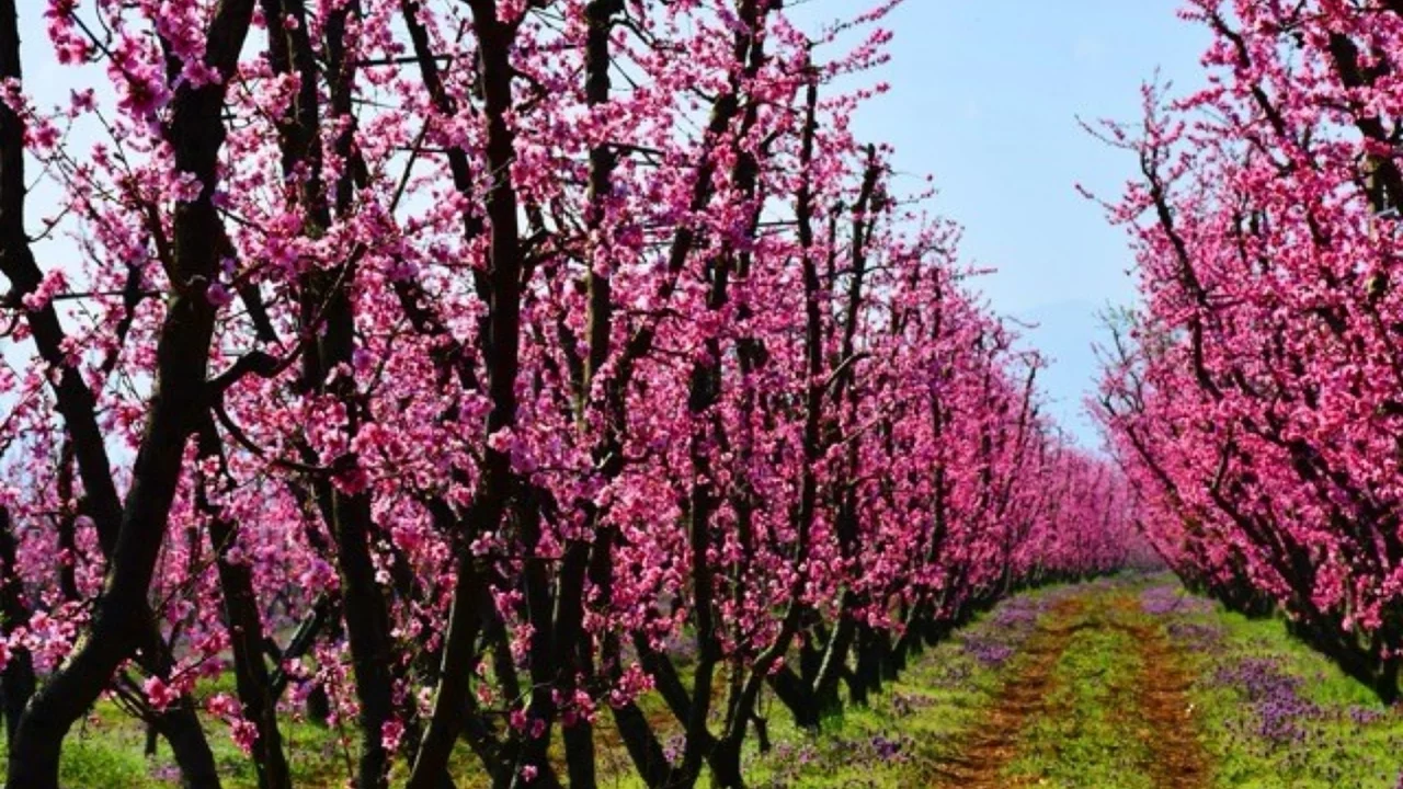 İznik'te bahar, çiçek açan bahçelerle geldi