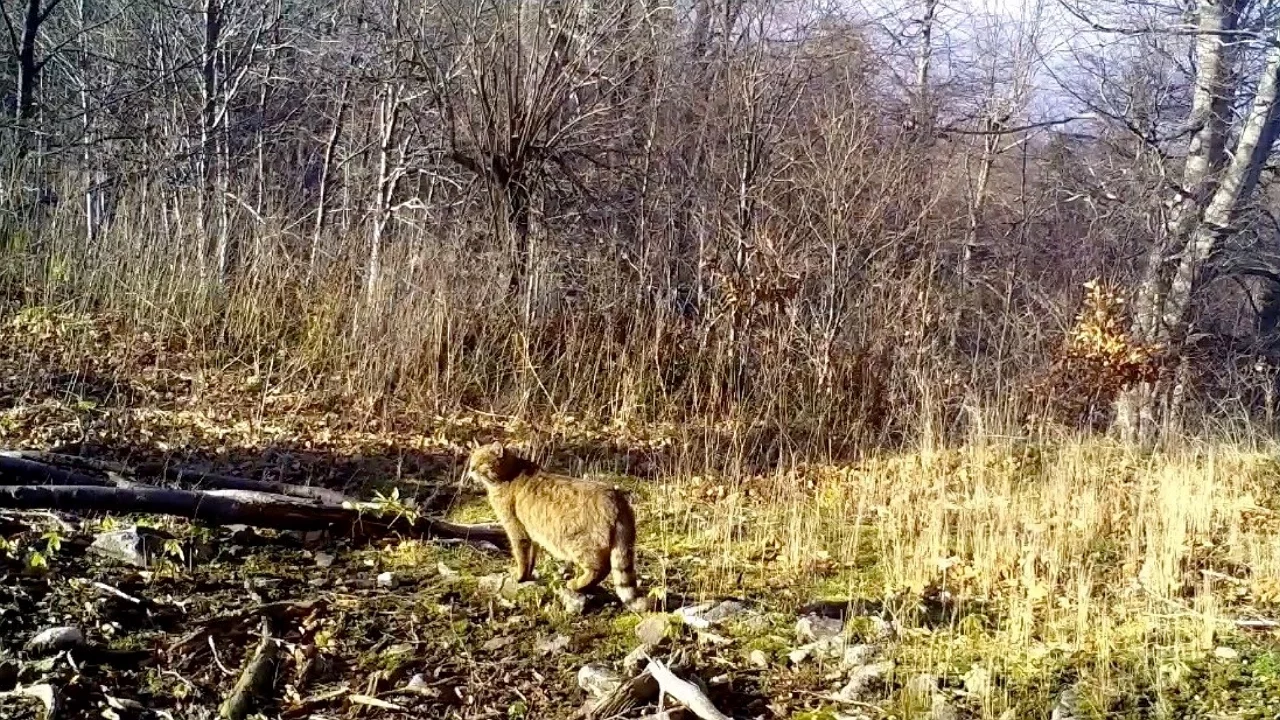Fotokapanlar Yaban Hayatını Kaydediyor: Nadir Yaban Kedisi Kamerada