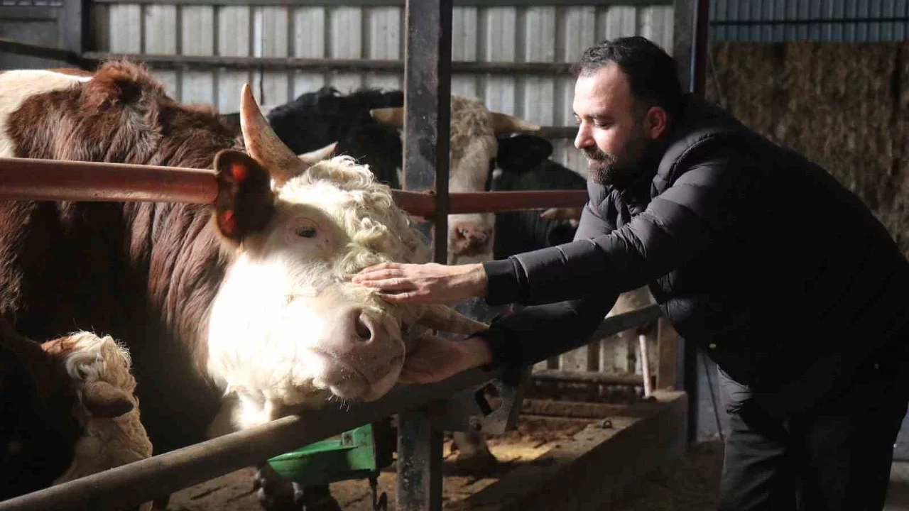 Kurbanlıkta Erken Alım Hareketliliği Başladı