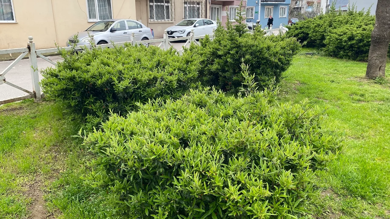 Bursa'da parkta topladığı zakkum çocuğu zehirliyordu