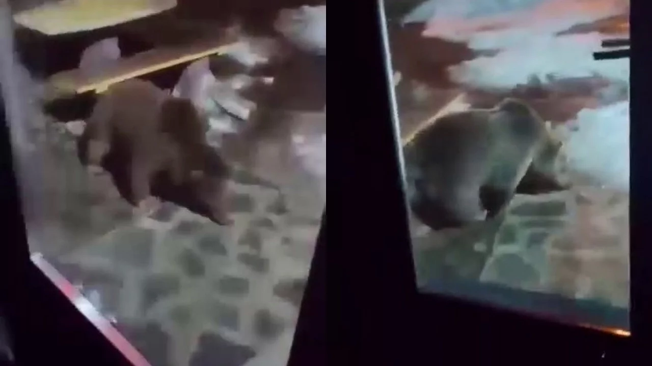 Uludağ'da Ayı Ailesi Yerleşim Alanına İndi