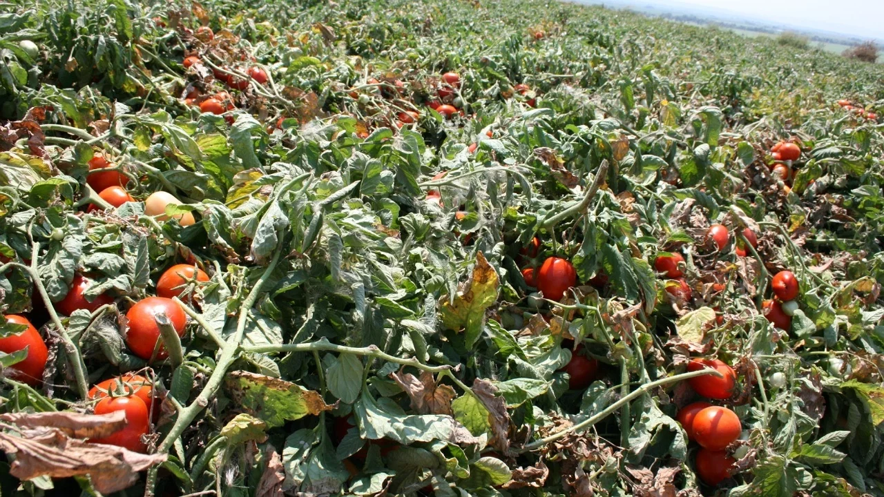 Karacabey'de salçalık domates üretiminde serbest ekim öne çıkıyor