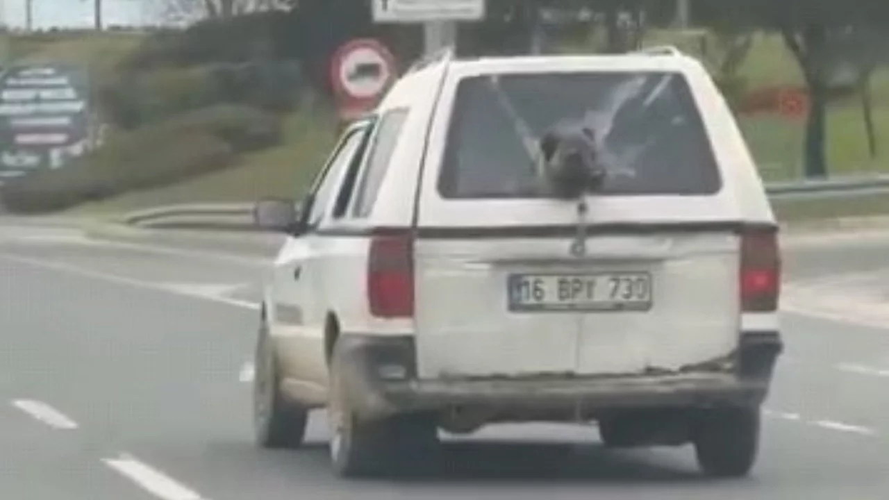 Bursa'da kamyonetin camından bakan köpek gülümsetti