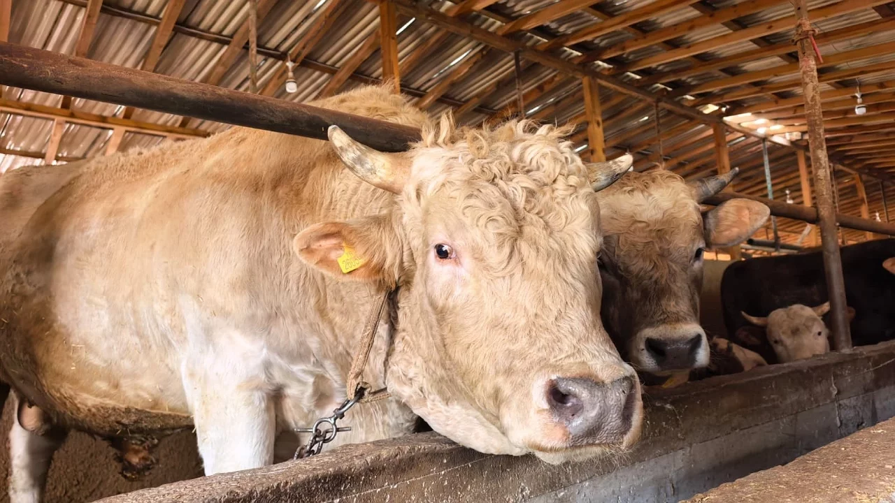 Bursa'da 1,1 tonluk "Paşa" boğa 500 bin TL'ye alıcı bekliyor