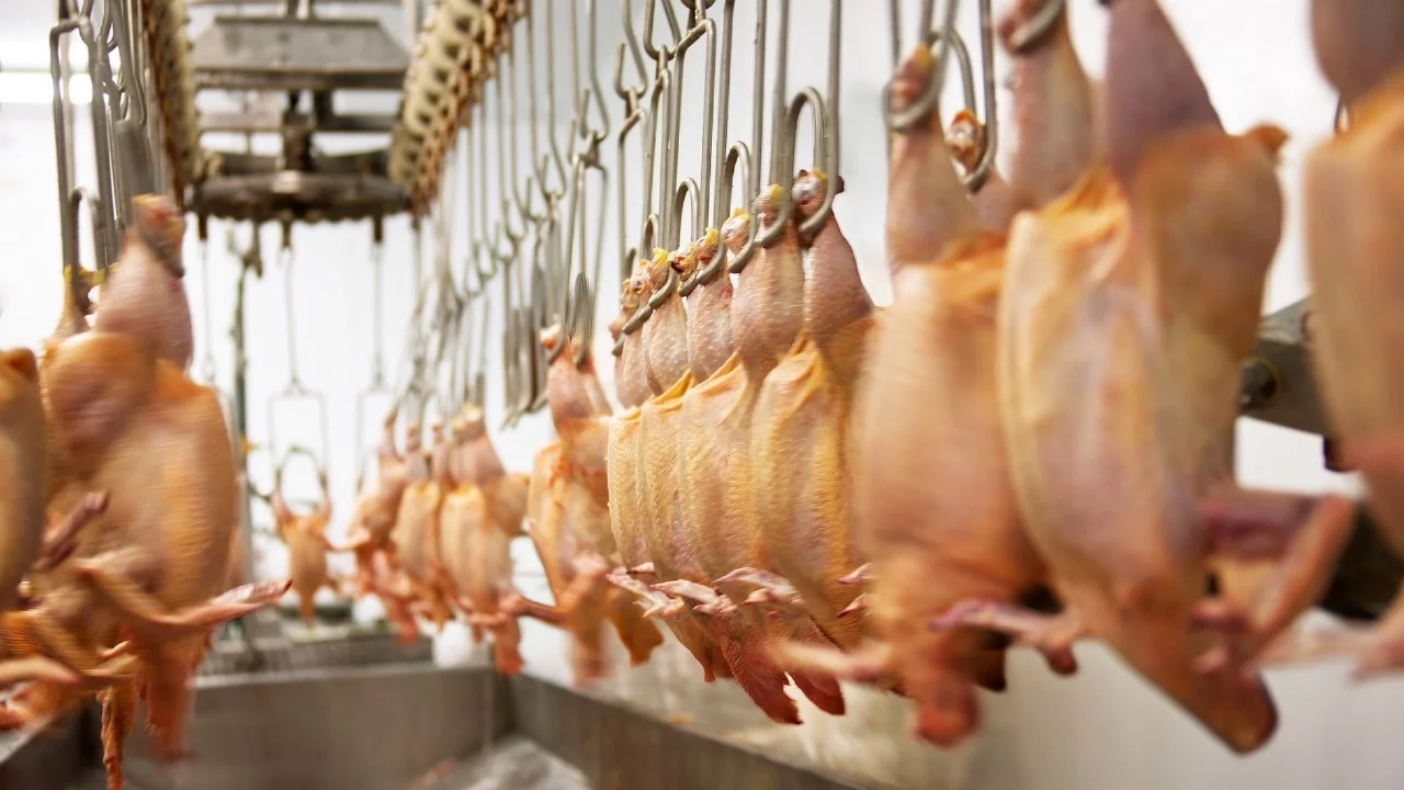 Tavuk eti üretimi Şubat ayında geriledi