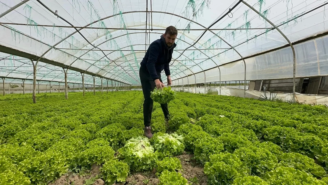 Bursa'da marul fiyatları tarlada 35 liraya çıktı