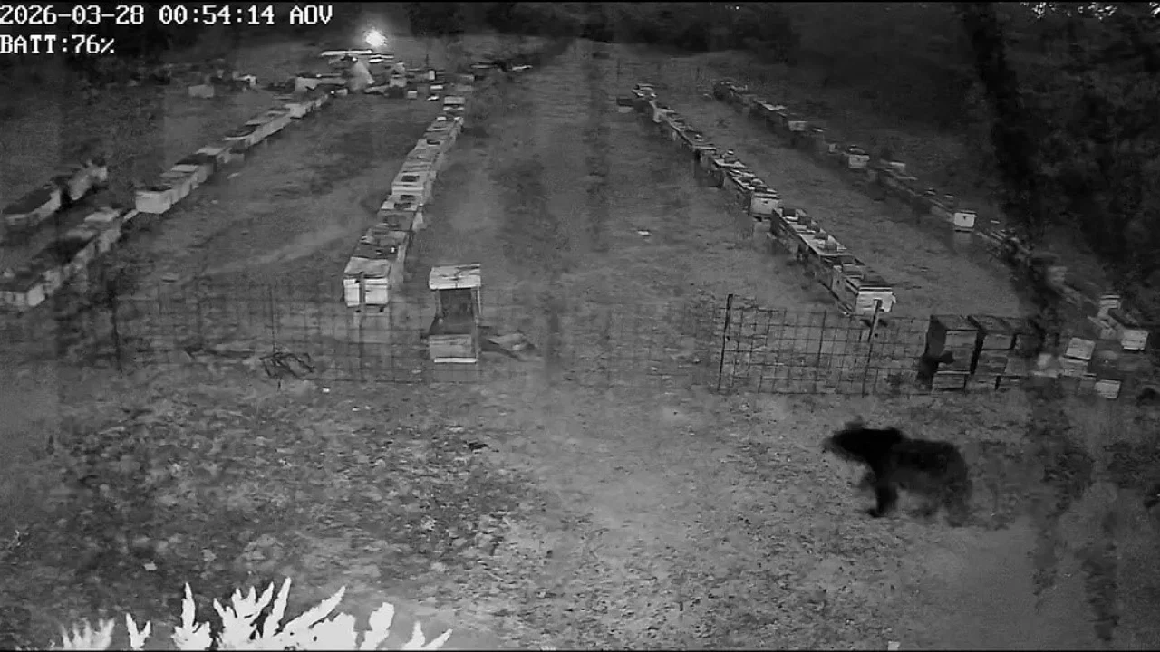 Bursa'da ayı ailesi arı kovanlarına girdi