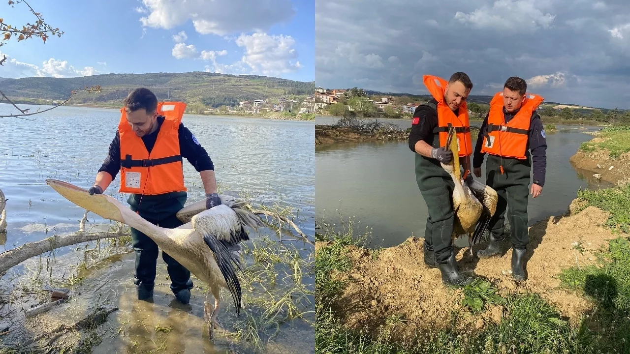 İnegöl'de Yaralı Pelikan Kurtarıldı