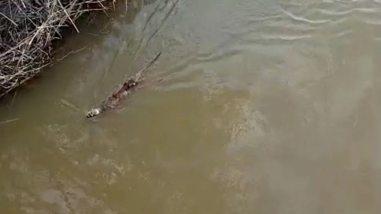 Bursa'da derede su samuru görüntülendi