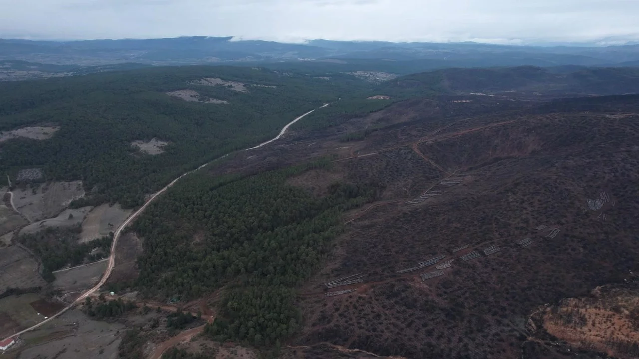 Bursa'da yanan ormanlar yeniden hayat buluyor