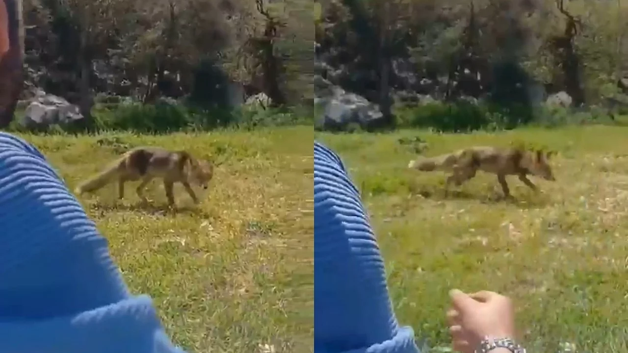 Bursa'da aç kalan tilkiler yerleşim alanına indi