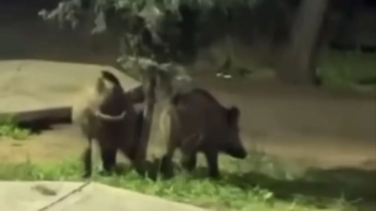 Bursa'da piknik alanına inen yaban domuzları paniğe neden oldu