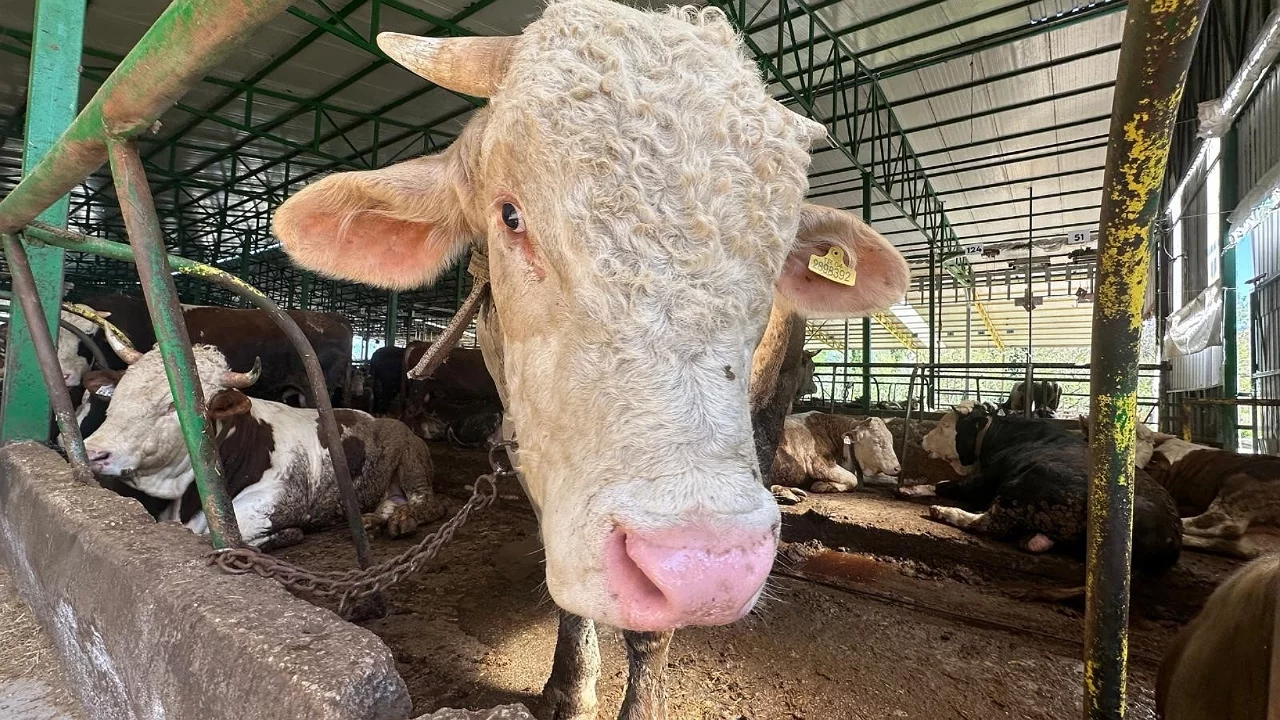 Bursa'da 1 tonluk boğa piyasa altı fiyata satıldı: "Uçuk rakamlara gerek yok"