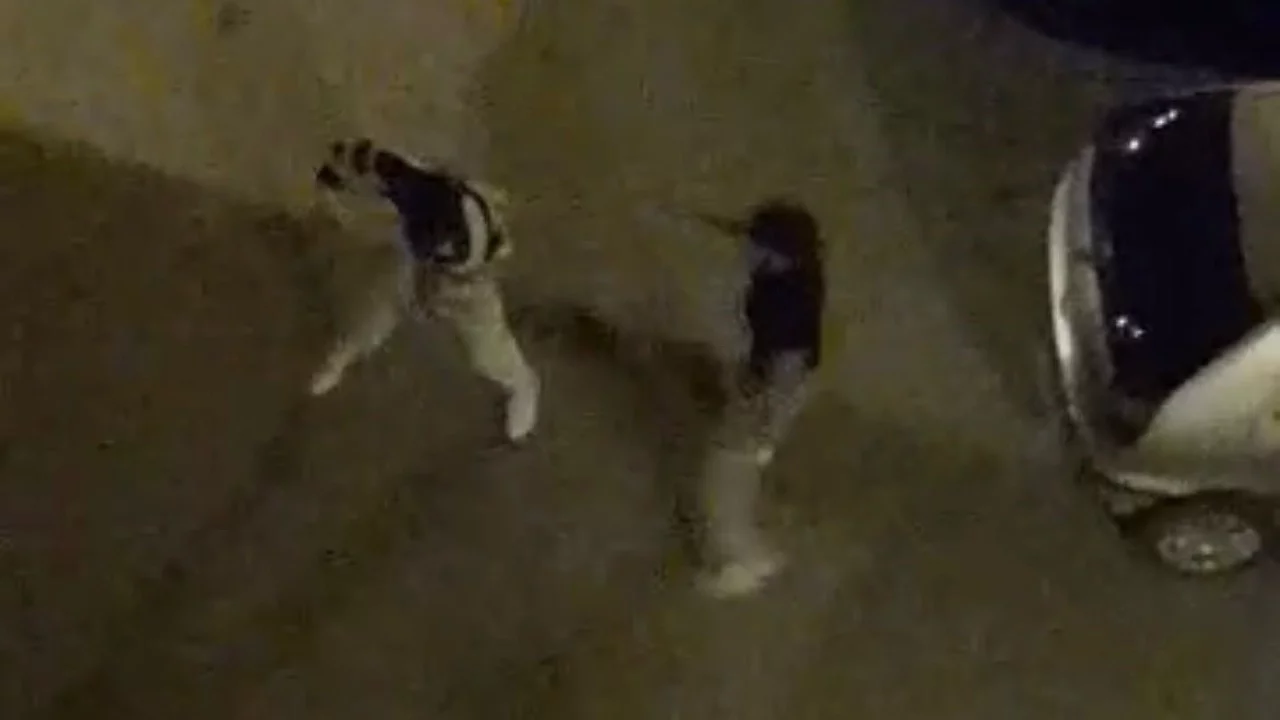 Bursa'da Sokak Ortası Kavga Kamerada: Mahalleli O Anları İzledi