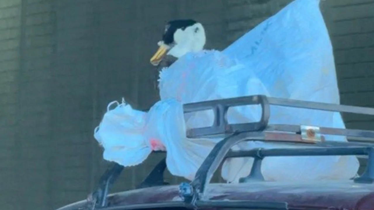 Otomobilin üstünde çuvala sarılı kaz yolculuğu dikkat çekti