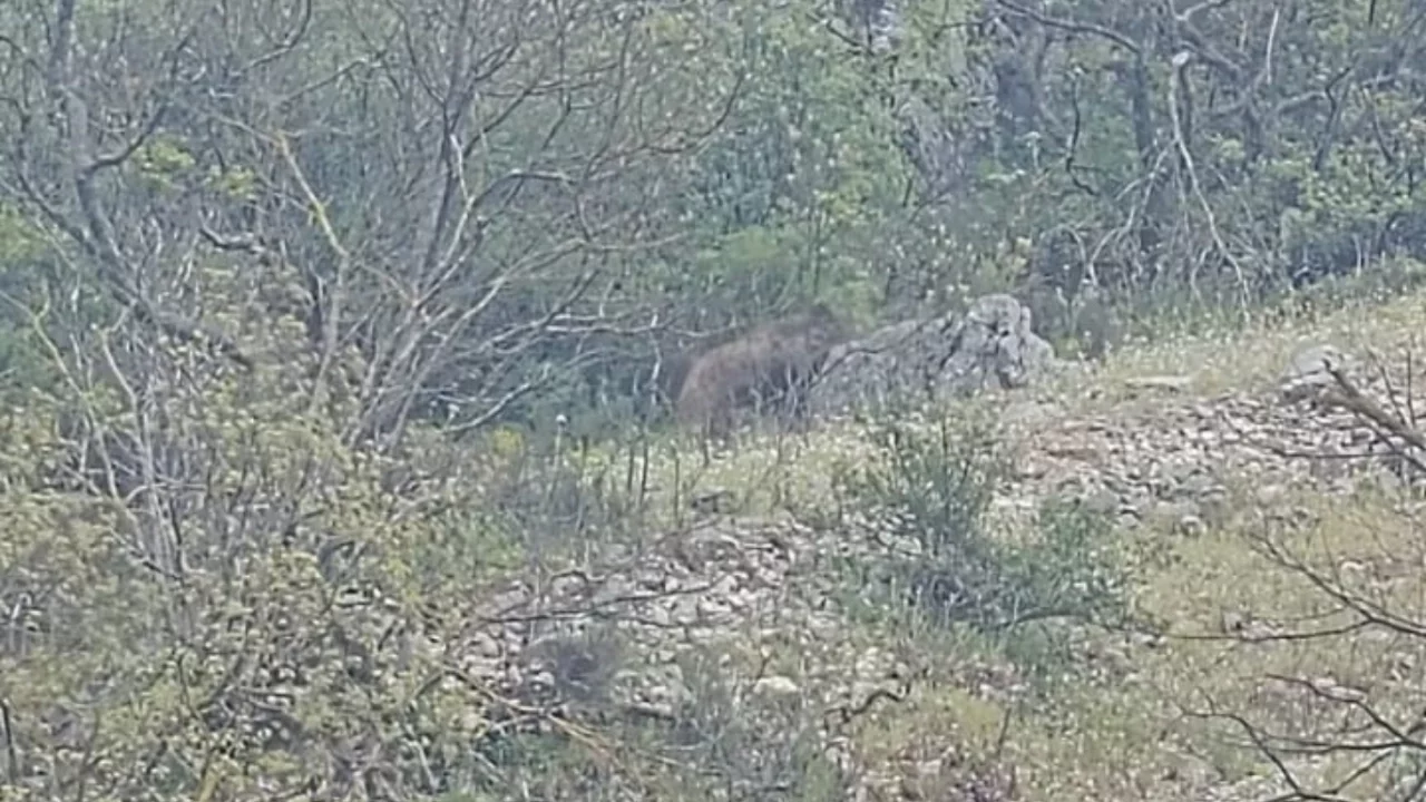 Bursa'da Yola İnen Ayı Korkuttu