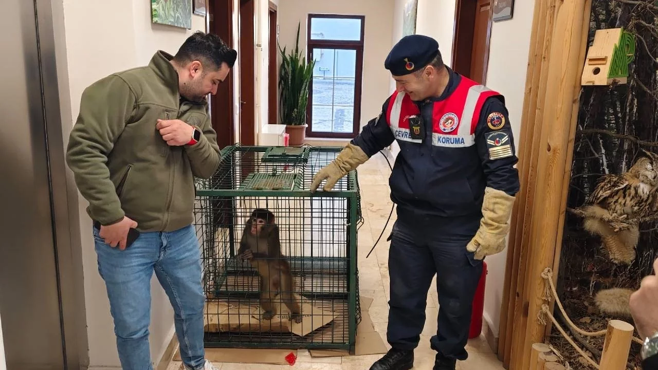 Yozgat'ta bulunan "Hint şebeği" maymun Ankara'da koruma altına alındı