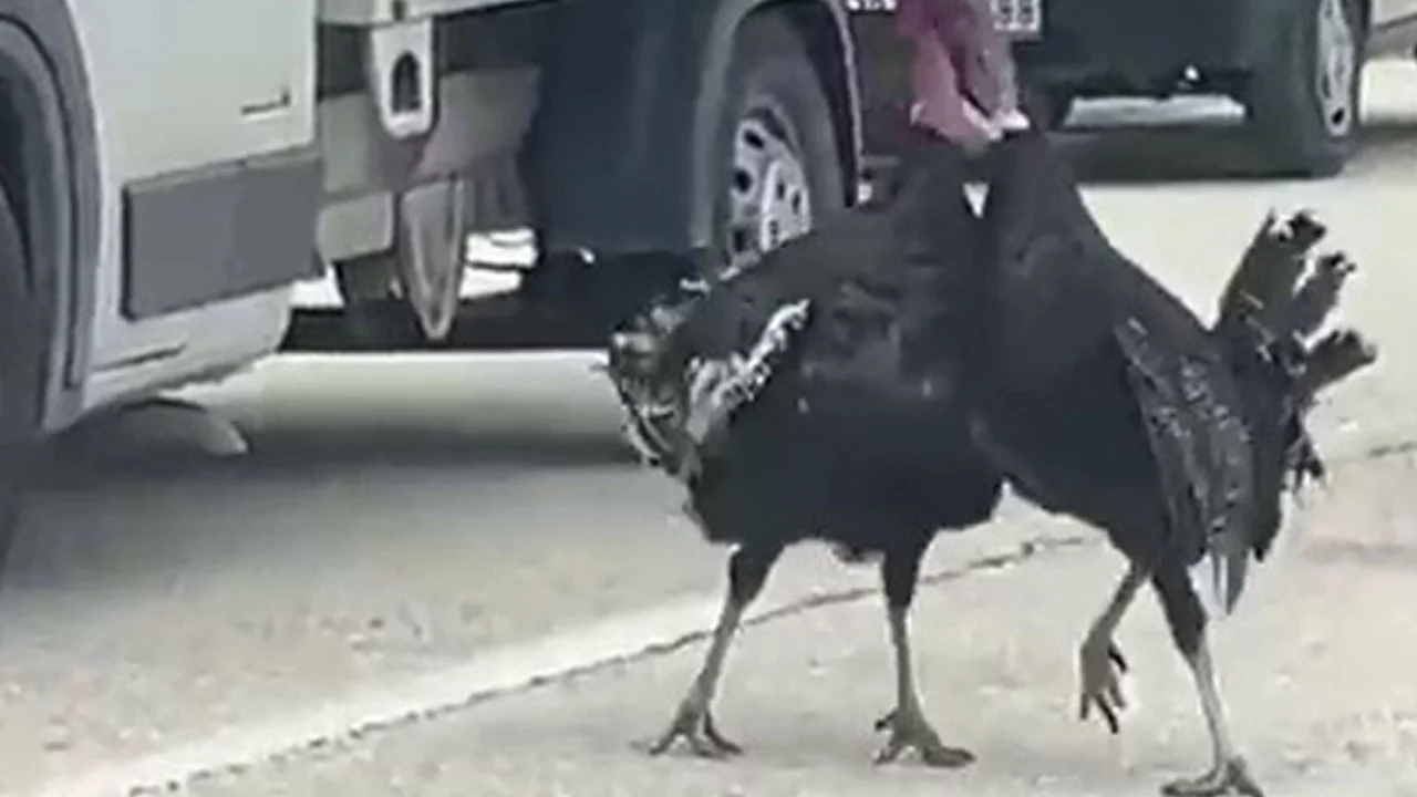 Hindi kavgası trafiği kilitledi