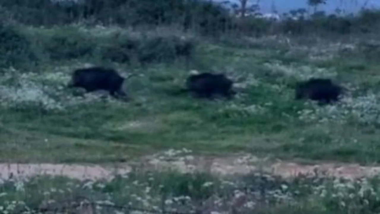 Bursa'da şehir merkezine yakın bölgede domuz sürüsü görüldü