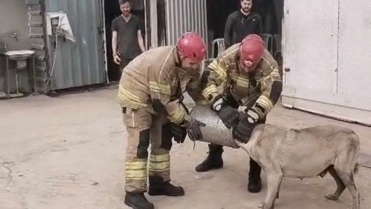 Bursa'da başı hava filtresine sıkışan gebe köpeği itfaiye kurtardı