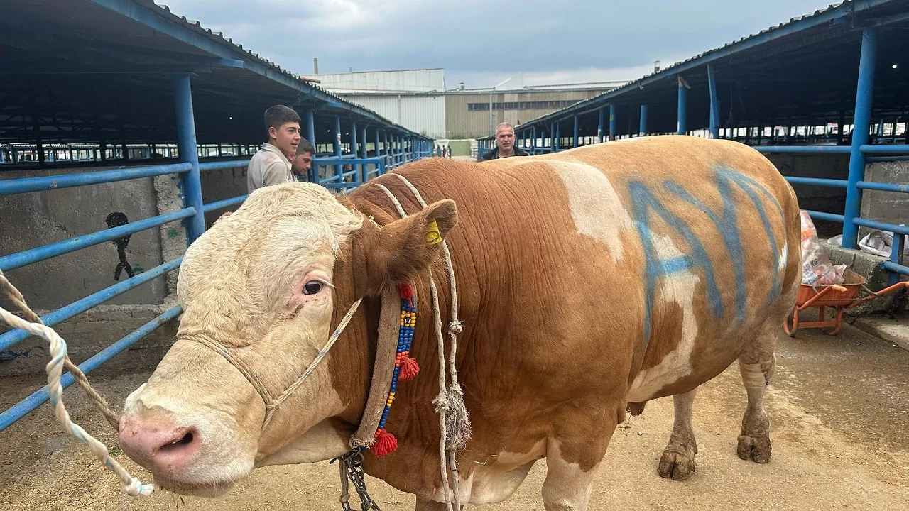 Bursa'da kurban pazarının "şampiyonu": 1,2 tonluk tosun 650 bin liraya satışta
