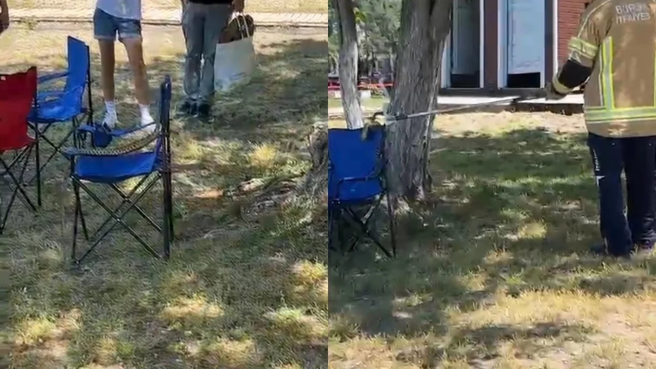 Bursa'da görülen sarı yılan ekiplerce yakalandı