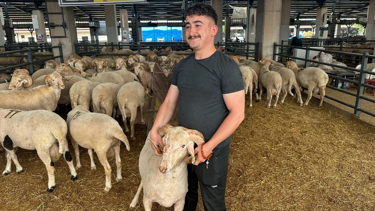 Bursa kurban pazarında "gergedan boynuzlu" koç ilgi odağı oldu