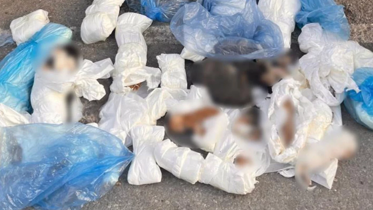 Korkunç olay! Poşetler içinde 33 ölü kedi bulundu