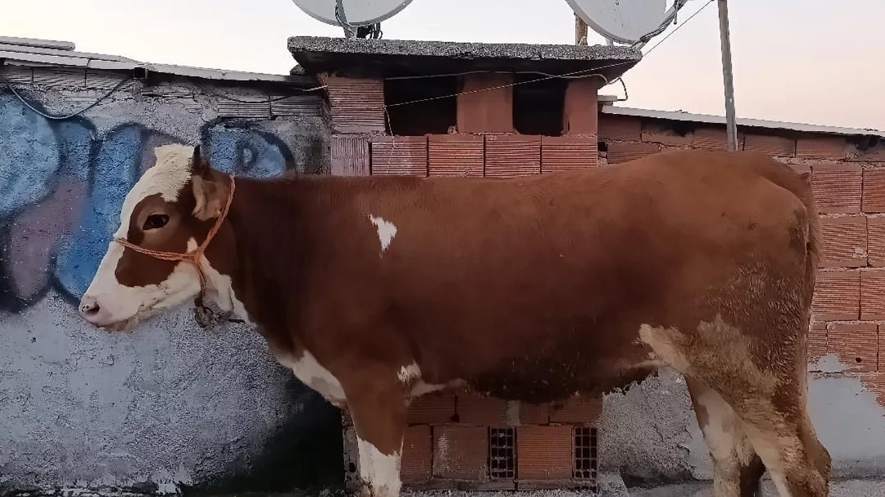 Bursa'da kurbanlık hayvanı 6. kata çıkaran kişi görenleri şaşırttı