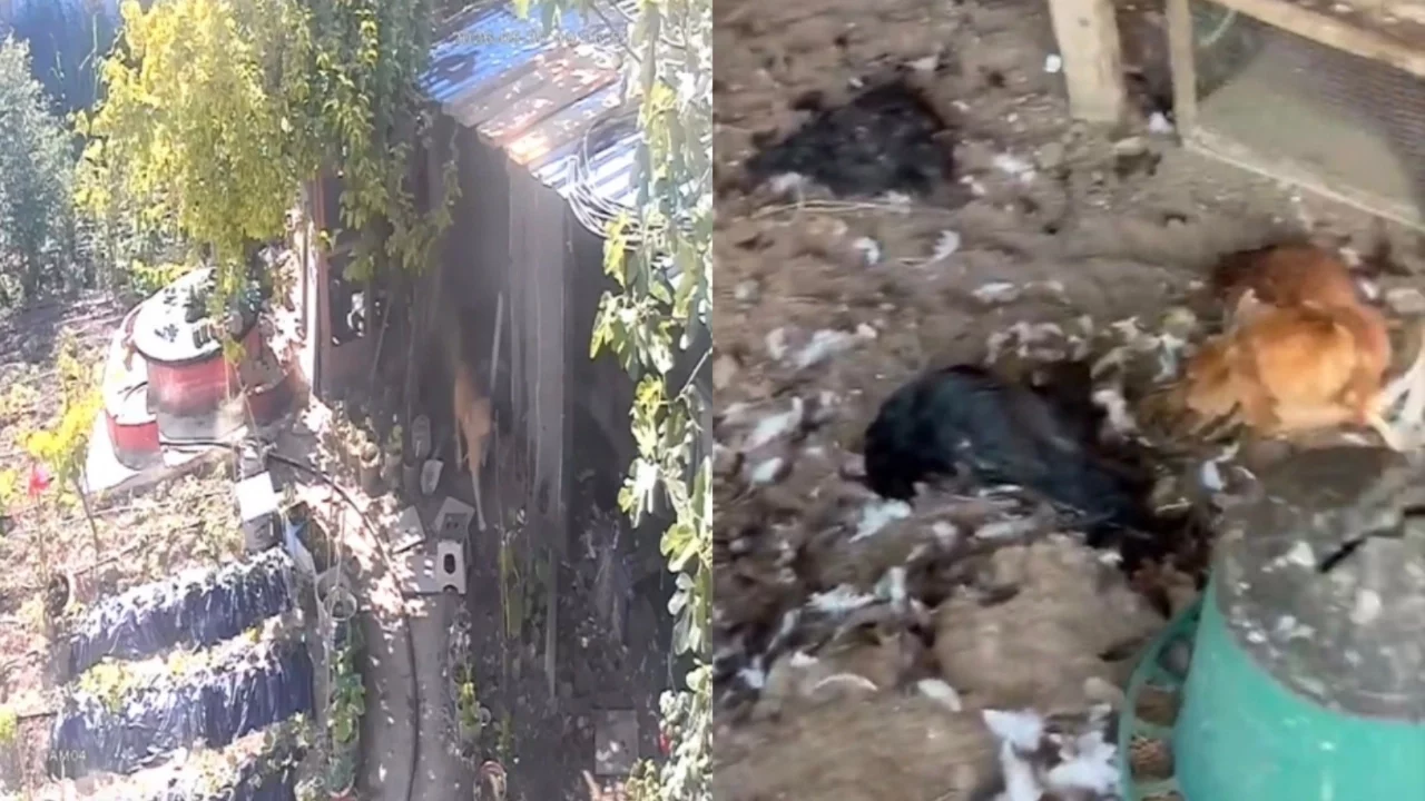 Bursa'da sokak köpekleri kümese girdi: 30 tavuk telef oldu