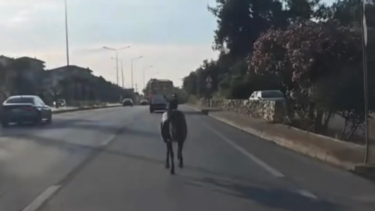 Bursa'da ana yola çıkan başıboş at trafiği tehlikeye soktu