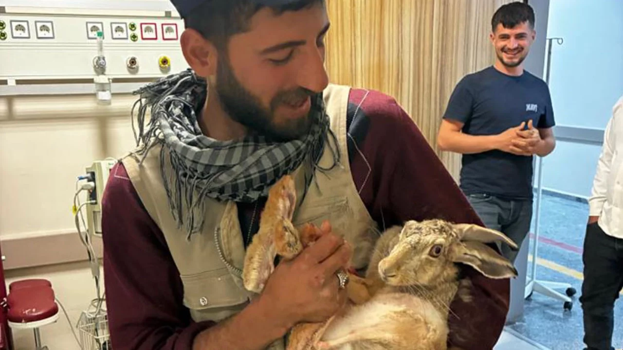 Yaralı gebe tavşana hastane bahçesinde müdahale