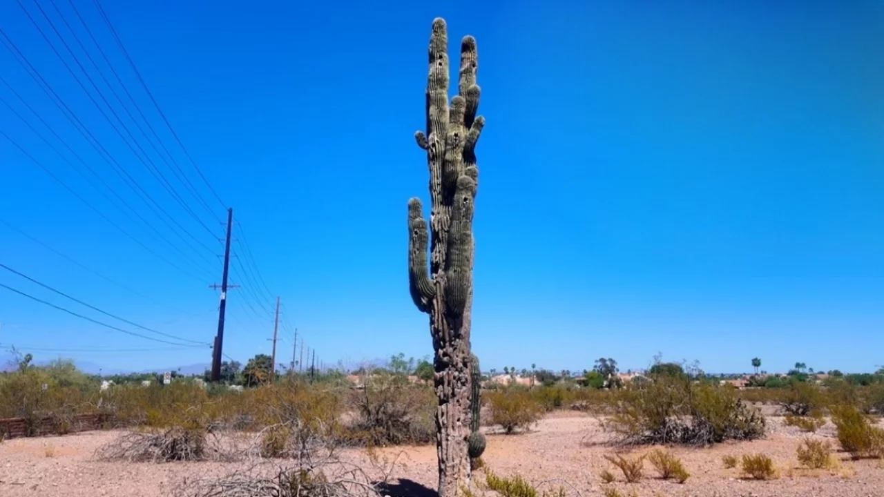 A Milli Takım Arizona'da 40 derece sıcakta Dünya Kupası hazı