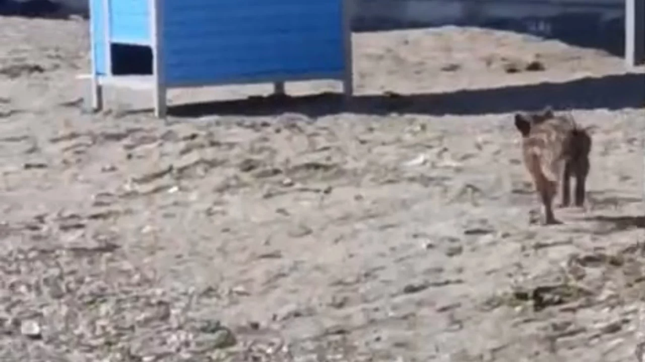 Mudanya sahilinde yaban domuzu şaşkınlığı