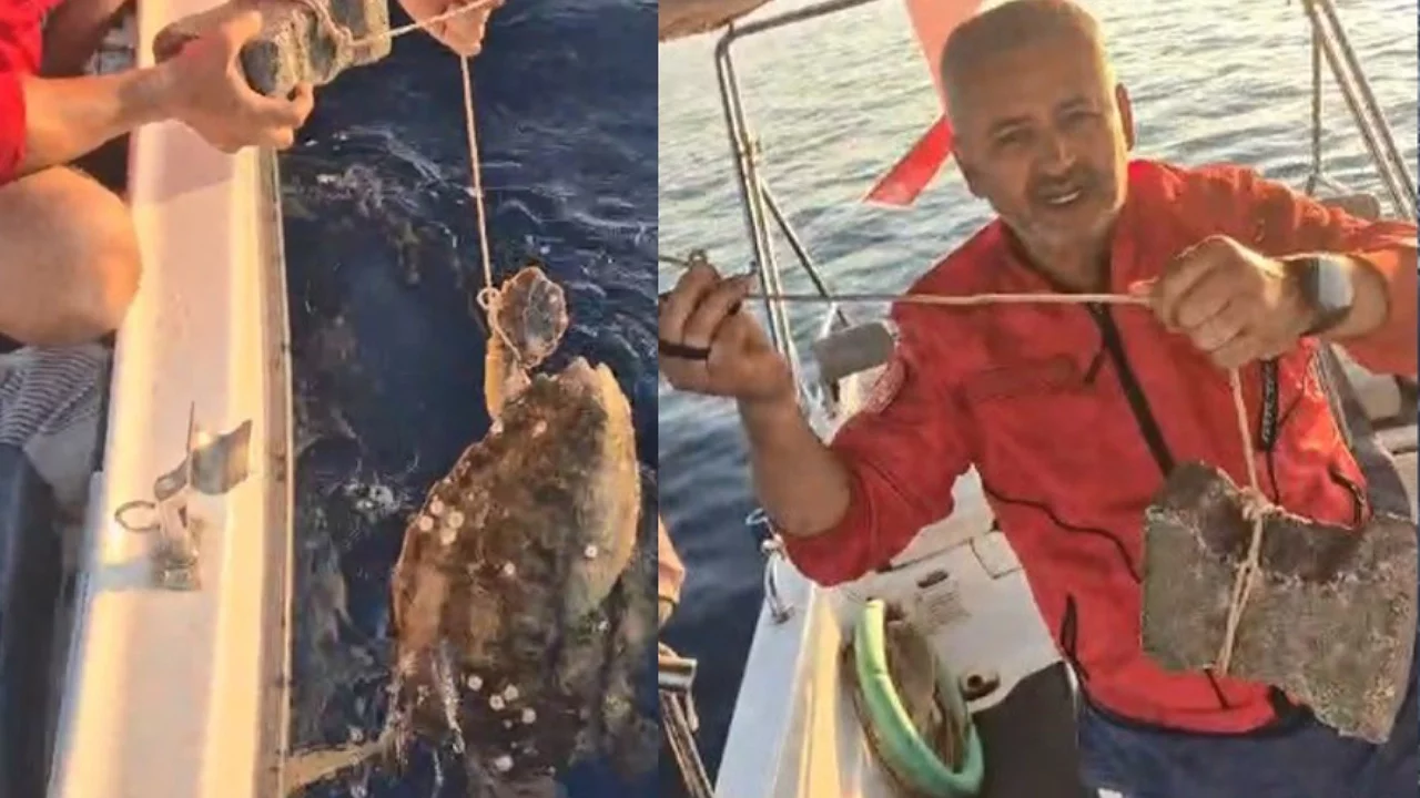 Denizde dehşet: Ayağına taş bağlanan caretta caretta kurtarıldı