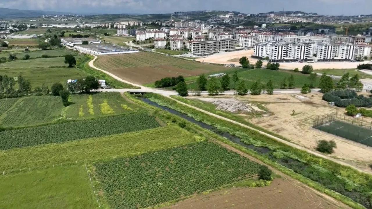 Hasanağa'da enginar tarlaları beton baskısı altında
